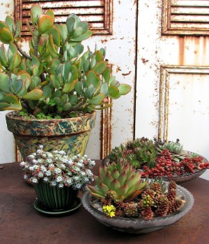 dish gardens